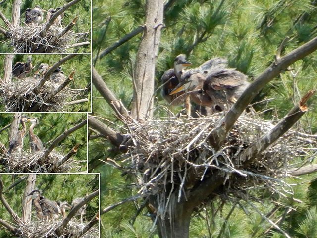 #BabyHerons

#Heron #Nest Update: Apologies up front for the poor quality of these; I don't have a great telephoto, this next is across the pond from my vantage point, the babies are constantly in motion, and most active at dusk and dawn. But they're sti… bit.ly/2ZLIClI