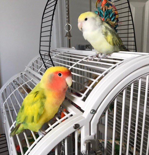 genejm29's tweet image. Emerald and Maxine say ‘ Welcome Home #Expedition59 and Go #STP2, #GoFalconHeavy!’