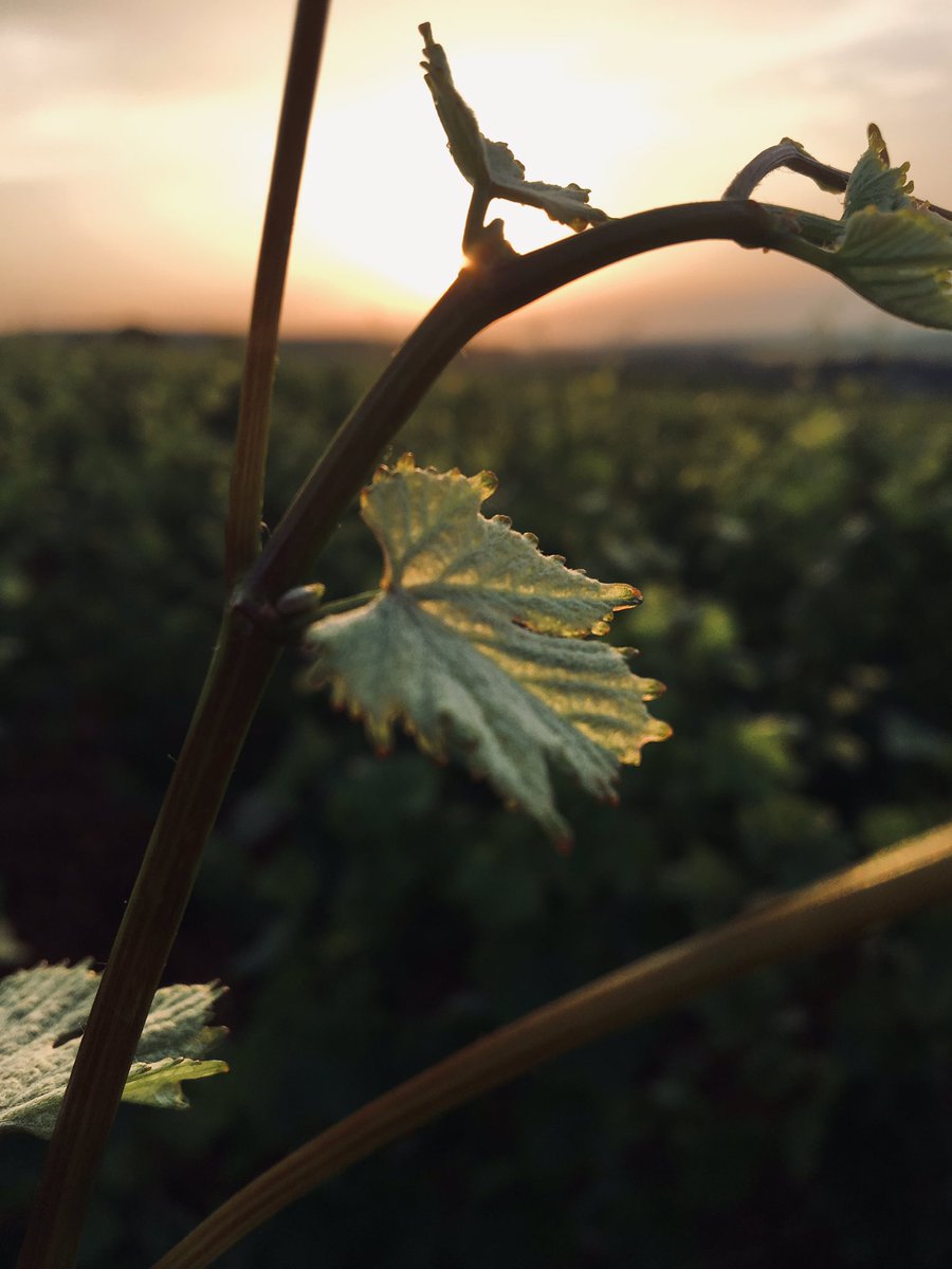 BourgogneLive's tweet photo. Lever du jour dans les corton-bressandes 20 degré

#Bourgogne #vin https://t.co/9oNMByP9UD