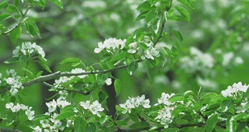 萩の月 菓匠三全オフィシャル おいしさのストーリー ラ フランスの花 ラ フランスの産地では 5月上旬頃に真っ白な花 が咲きはじめます 小さく可憐な優しい花が咲き 受粉後 この花の下がだんだんと膨らみ実が実ります 花言葉 博愛 和やかな愛 萩の月 菓匠三全オフィシャル おいしさのストーリー ラ フランスの花 ラ フランスの産地では 5月上旬頃に真っ白な花 が咲きはじめます 小さく可憐な優しい花が咲き 受粉後 この花の下がだんだんと膨らみ実が実ります 花言葉 博愛 和やかな愛