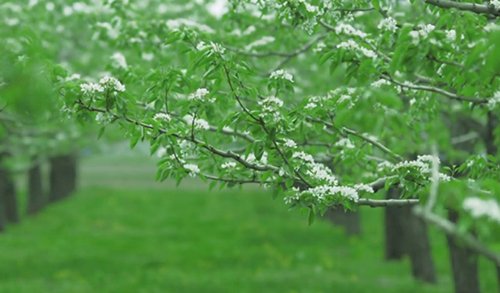 萩の月 菓匠三全オフィシャル おいしさのストーリー ラ フランスの花 ラ フランスの産地では 5月上旬頃に真っ白な花 が咲きはじめます 小さく可憐な優しい花が咲き 受粉後 この花の下がだんだんと膨らみ実が実ります 花言葉 博愛 和やかな愛