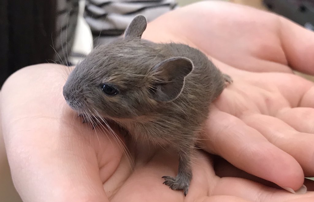 専門学校 ちば愛犬動物フラワー学園 先週生まれました 元気いっぱいデグーの赤ちゃん ちば愛犬 動物飼育コース 小動物園 デグー 赤ちゃん 可愛い T Co Ybxdubn6jk Twitter