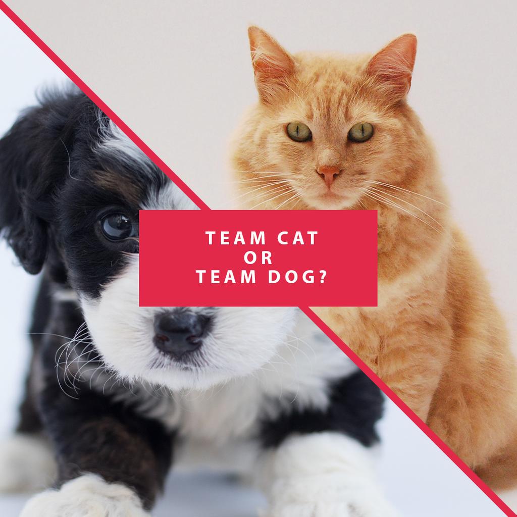 PetbarApp's tweet photo. The battle is on! Comment below, TEAM DOG VS TEAM CAT. 

#Poll #AnimalLover #Petbar #Dogs #Cats #Petbar https://t.co/eB7citnuzW
