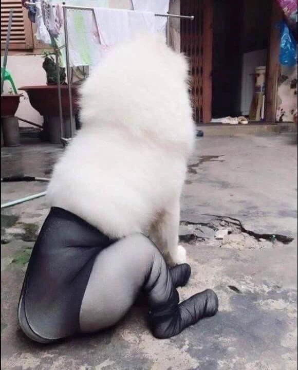 ストッキングを履いたセクシー犬さん