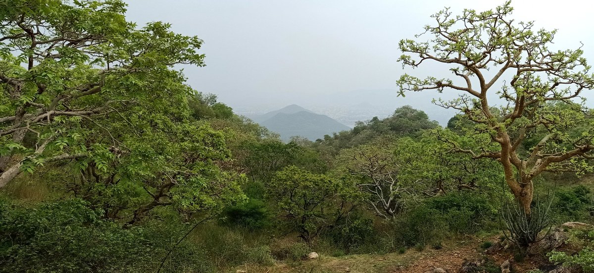 VijayKumarKoli3's tweet photo. The smallest sanctuary of Rajasthan i.e. Sajjangarh Wildlife Sanctuary blooming in monsoon. https://t.co/ELBVwB6cck