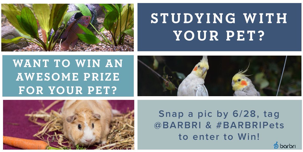 barbri's tweet photo. Need an excuse for a #studybreak? Enter the #BARBRIPets contest! Take a photo of your favorite #studybuddy and tag @BARBRI using the #BARBRIPets hashtag. Check out the official rules at https://t.co/QYbgNyf720 https://t.co/SvzKPuHyq2