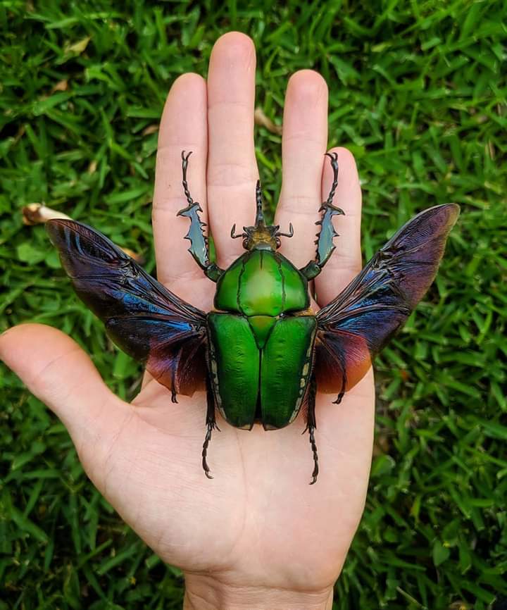 Цветочный жук Mecynorhina torquata