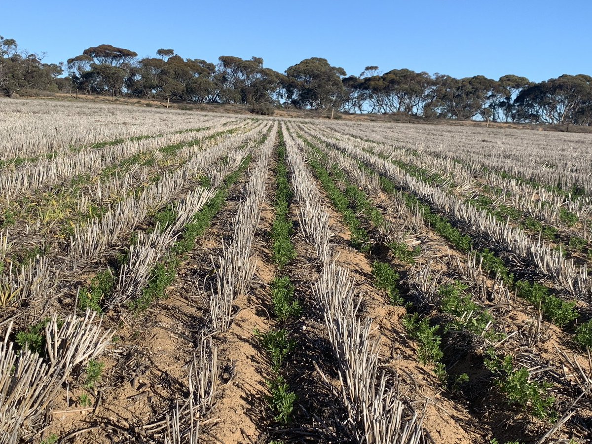 Lentils enjoying the sunshine at Younghusband. #jumbo