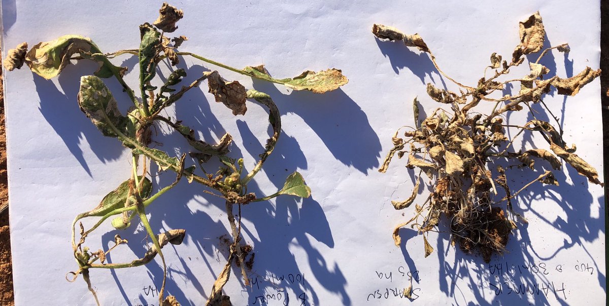 Matt Witney (@dmag_consultant) on Twitter photo Group G trial on mixed broadleaves (mainly radish and vetch) to see the performance of various group G’s (with 800ml gly & oil) on market- 16 DAT - with big variations in results 🔥- some group G’s are excellent value for money💰<a href="/aidanpmcgrath/">Aidan McGrath</a> <a href="/agriprof/">Wayne Smith</a> <a href="/agrobaz/">Barry Haskins</a> <a href="/DSchub11/">David Schubert</a> Group G trial on mixed broadleaves (mainly radish and vetch) to see the performance of various group G’s (with 800ml gly & oil) on market- 16 DAT - with big variations in results 🔥- some group G’s are excellent value for money💰<a href="/aidanpmcgrath/">Aidan McGrath</a> <a href="/agriprof/">Wayne Smith</a> <a href="/agrobaz/">Barry Haskins</a> <a href="/DSchub11/">David Schubert</a>