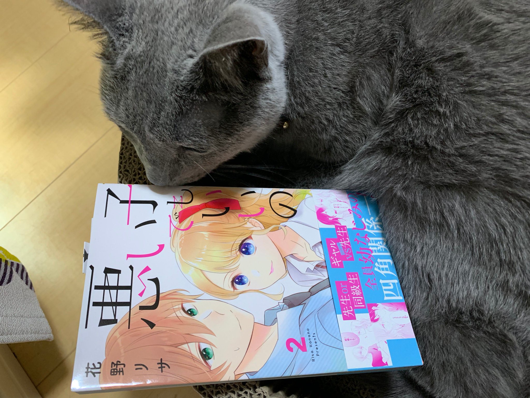 花野リサ 悪い子でもいいの 2巻 6月25日発売です よろしくおねがいします とうちの猫を見て 花野リサ 悪い子でもいいの 2巻 6月25日発売です よろしくおねがいします とうちの猫を見て