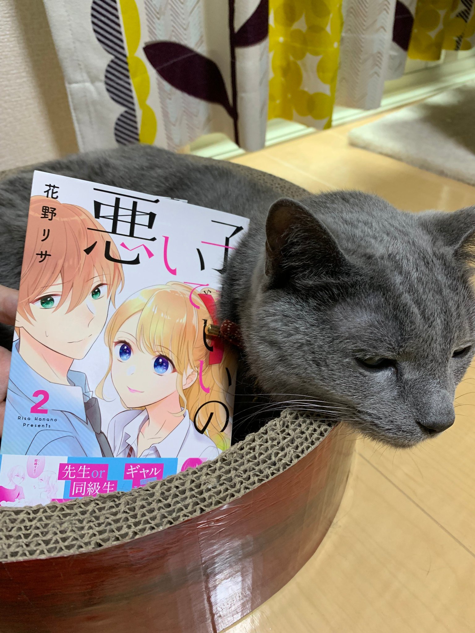 花野リサ 悪い子でもいいの 2巻 6月25日発売です よろしくおねがいします とうちの猫を見て 花野リサ 悪い子でもいいの 2巻 6月25日発売です よろしくおねがいします とうちの猫を見て