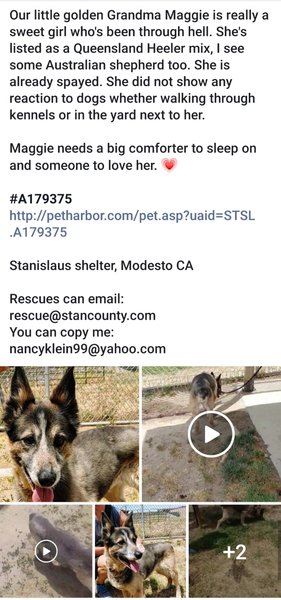 Adoptable #Dog #Maggie_STSLCA_31 Owner died in home. No relative wanted her. Sat in kennel for 2 weeks. Now urgent! getpet.info/Maggie_STSLCA_…
