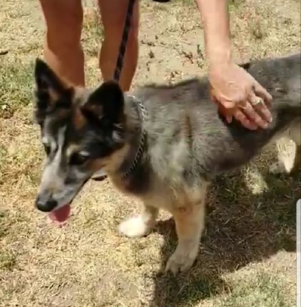 Adoptable #Dog #Maggie_STSLCA_31 Owner died in home. No relative wanted her. Sat in kennel for 2 weeks. Now urgent! getpet.info/Maggie_STSLCA_…