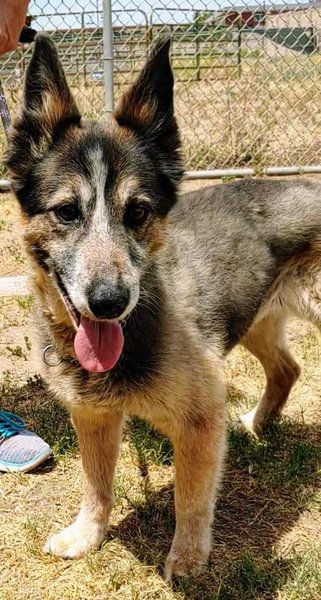 Adoptable #Dog #Maggie_STSLCA_31 Owner died in home. No relative wanted her. Sat in kennel for 2 weeks. Now urgent! getpet.info/Maggie_STSLCA_…