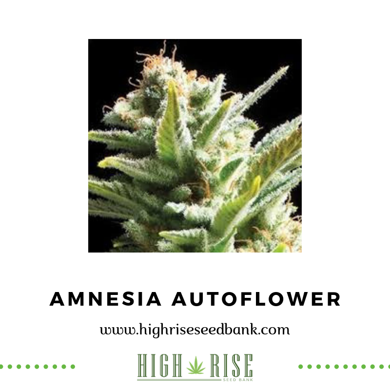 highriseseed tweet picture