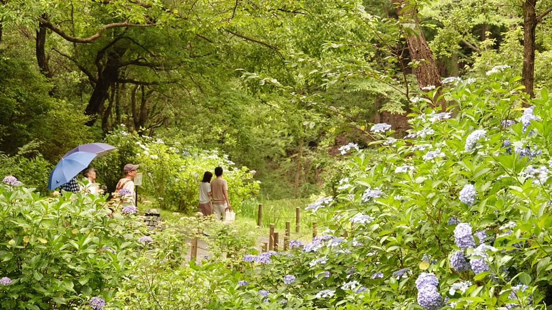広瀬駿 気象予報士 日曜日は紫陽花を見に 和歌山県へ 救馬渓 すくまだに 観音内にある あじさい曼荼羅 園 敷地が渓谷みたいになっており 斜面一面に色とりどりに咲く紫陽花は迫力がありました 今週いっぱいは見頃のピークが続くとのことです 救 広瀬駿 気象予報士 日曜日は紫陽花を見に 和歌山県へ 救馬渓 すくまだに 観音内にある あじさい曼荼羅 園 敷地が渓谷みたいになっており 斜面一面に色とりどりに咲く紫陽花は迫力がありました 今週いっぱいは見頃のピークが続くとのことです 救