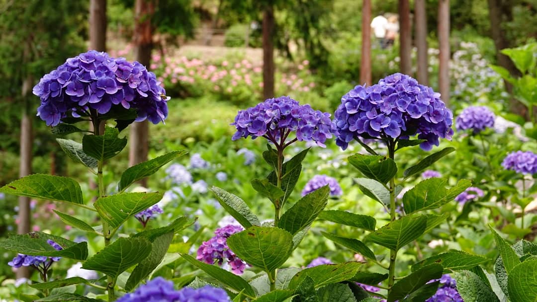 広瀬駿 気象予報士 日曜日は紫陽花を見に 和歌山県へ 救馬渓 すくまだに 観音内にある あじさい曼荼羅 園 敷地が渓谷みたいになっており 斜面一面に色とりどりに咲く紫陽花は迫力がありました 今週いっぱいは見頃のピークが続くとのことです 救 広瀬駿 気象予報士 日曜日は紫陽花を見に 和歌山県へ 救馬渓 すくまだに 観音内にある あじさい曼荼羅 園 敷地が渓谷みたいになっており 斜面一面に色とりどりに咲く紫陽花は迫力がありました 今週いっぱいは見頃のピークが続くとのことです 救