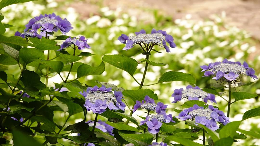 広瀬駿 気象予報士 日曜日は紫陽花を見に 和歌山県へ 救馬渓 すくまだに 観音内にある あじさい曼荼羅 園 敷地が渓谷みたいになっており 斜面一面に色とりどりに咲く紫陽花は迫力がありました 今週いっぱいは見頃のピークが続くとのことです 救 広瀬駿 気象予報士 日曜日は紫陽花を見に 和歌山県へ 救馬渓 すくまだに 観音内にある あじさい曼荼羅 園 敷地が渓谷みたいになっており 斜面一面に色とりどりに咲く紫陽花は迫力がありました 今週いっぱいは見頃のピークが続くとのことです 救