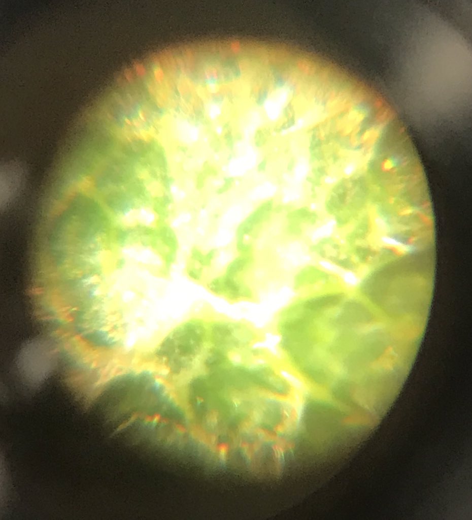 ScientificMayhm's tweet photo. Day 1 of Hogwarts Investigations! Everyone got an A+ in Herbology. π± π― #scienceisfun #harrypotterscience https://t.co/lXbywzjKs0