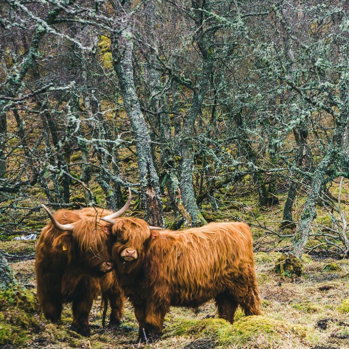 TrueHighlands's tweet photo. A bit of looooove on #coosday  
Nothing like getting your heads together and getting cosy when you think no-ones watching....

📸 via Instagram: jacobklausphotography https://t.co/uGFoRTz3ba
