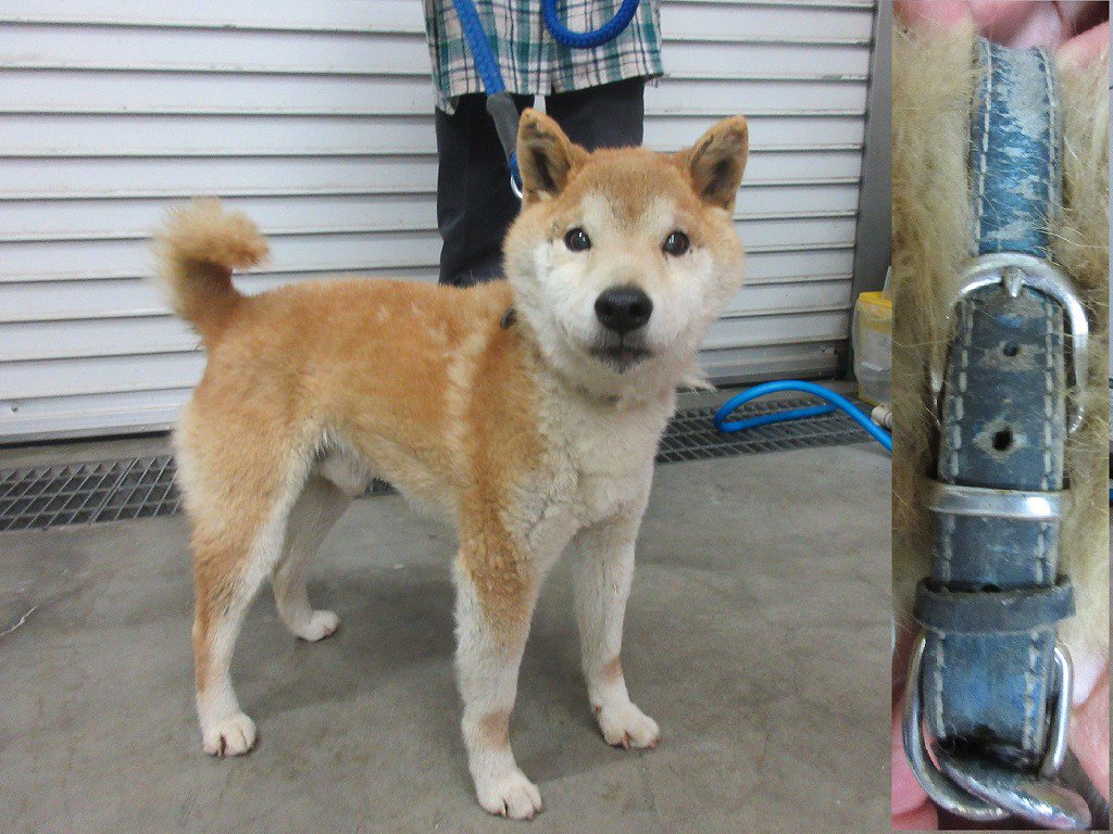 浪速のぷ チン على تويتر 徳島県動物愛護管理センター 迷子犬 性別 男 年齢 5 8歳 犬種 柴犬風雑種 体重 約10 毛色 薄茶白 収容月日場所 6 4 吉野川市山川町小路 青色革製首輪 細 迷子犬 一時保護急募 徳島県吉野川市山川町 薄茶白犬 浪速のぷ チン على تويتر 徳島県動物愛護管理センター 迷子犬 性別 男 年齢 5 8歳 犬種 柴犬風雑種 体重 約10 毛色 薄茶白 収容月日場所 6 4 吉野川市山川町小路 青色革製首輪 細 迷子犬 一時保護急募 徳島県吉野川市山川町 薄茶白犬