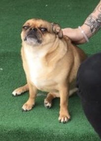 RachelBassell's tweet photo. Anyway folks, I’ve started a collection entitled: The Distressed Animals of Tinder

Enjoy https://t.co/EirhfEhe9X