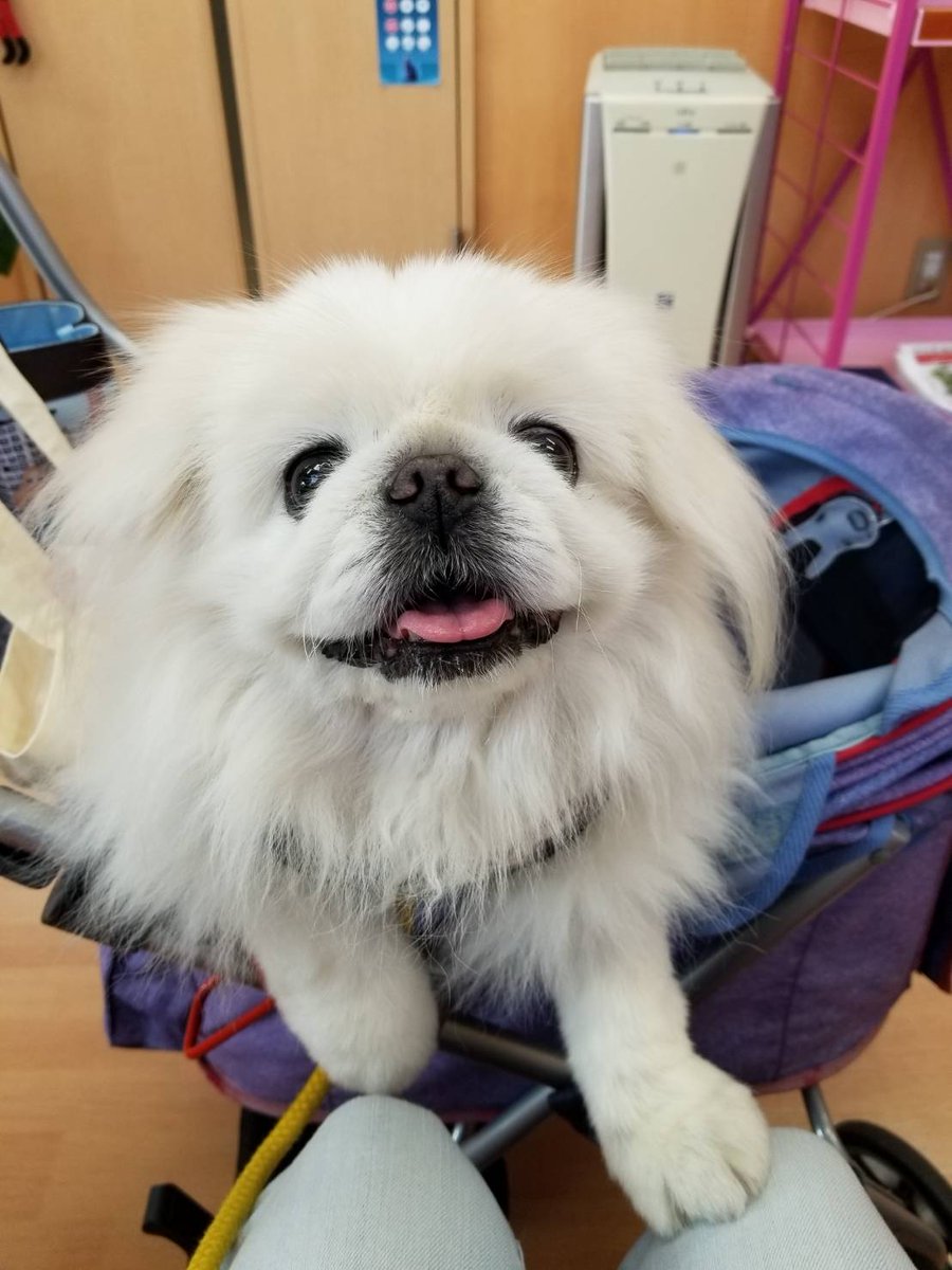 ホワイティいぬだ 診察が終わってウキウキしている犬 T Co Inqlhmi4zn Twitter