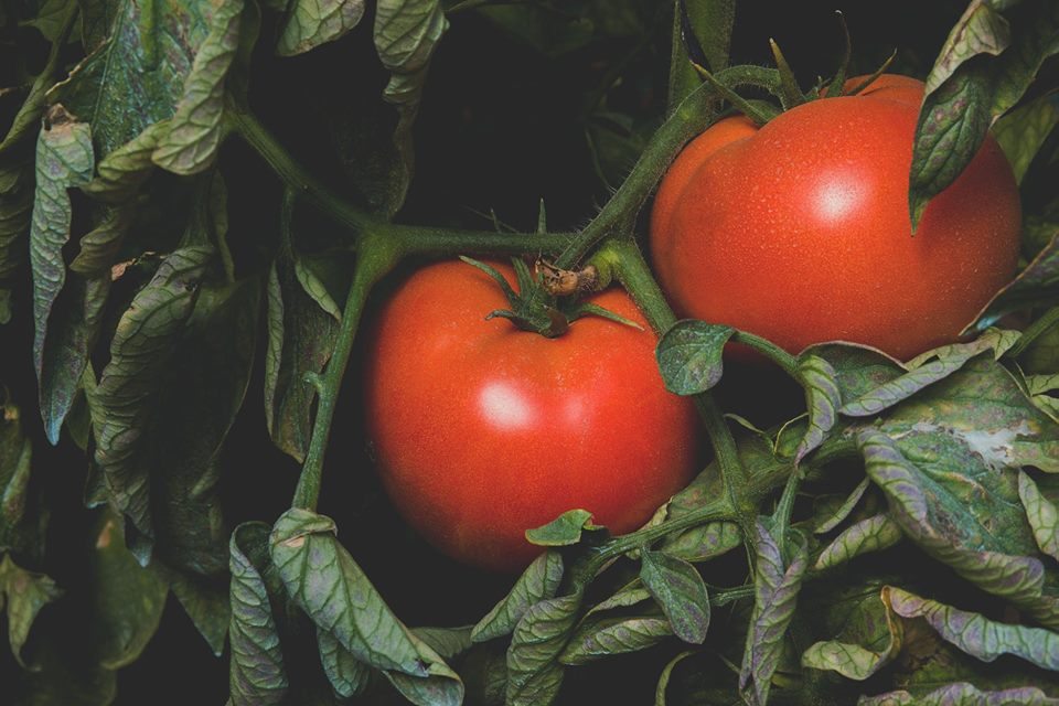 SuperSaludables tweet media