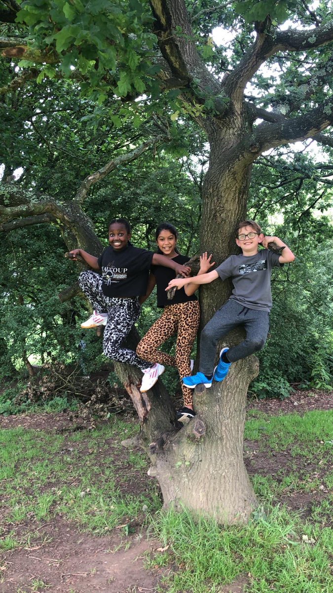 Spot of tree climbing. #PhaselsWood @LHS_Watford