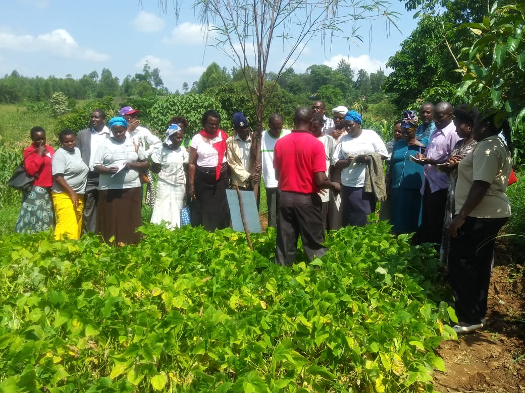 Women Taking notes on when and how to grow High Iron Bean for income and health during Kakamega field day <a href="/Taat_Africa/">#Technologies to #FeedAfrica</a> <a href="/_PABRA/">PABRA</a> <a href="/CIAT_Africa/">CIAT_Africa</a> <a href="/MyCIAT/">MyCIAT</a> <a href="/JustinMabeya/">Justin Mabeya</a> <a href="/kamandao/">Josey</a>