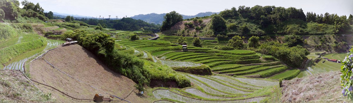 Tarek Illdepence Twitter