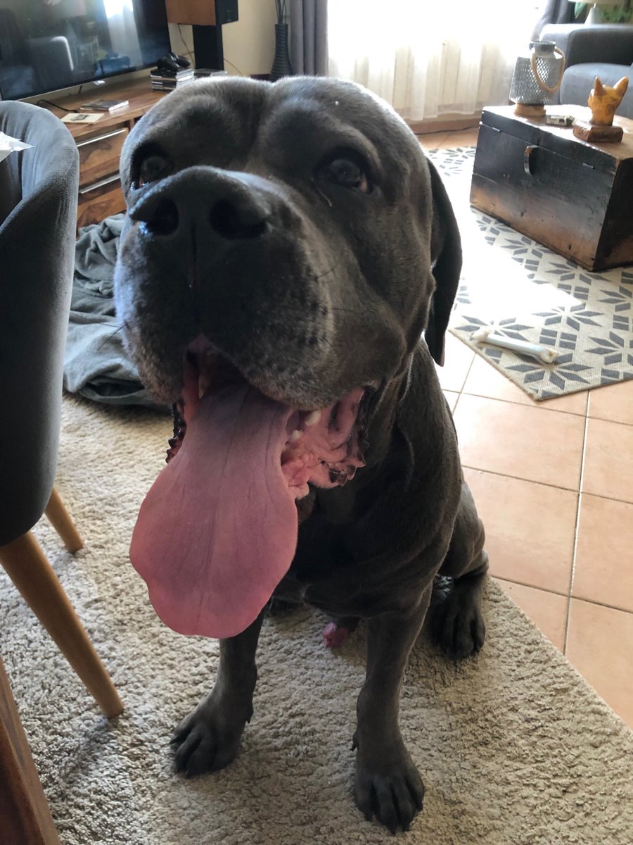en_gibson's tweet photo. Sacrée langue 😛 #DogLover #dog https://t.co/msJxOHX98k