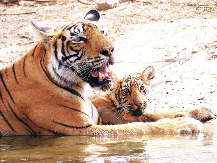 ANI's tweet photo. Rajasthan: Tigress T-73 has given birth to three cubs at the Ranthambore Tiger Reserve. https://t.co/7NwgdRH5Lw