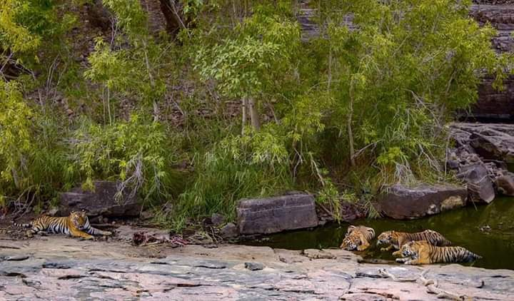 ANI's tweet photo. Rajasthan: Tigress T-73 has given birth to three cubs at the Ranthambore Tiger Reserve. https://t.co/7NwgdRH5Lw
