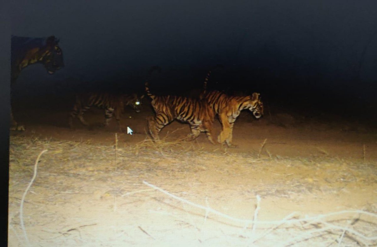 ANI's tweet photo. Rajasthan: Tigress T-73 has given birth to three cubs at the Ranthambore Tiger Reserve. https://t.co/7NwgdRH5Lw