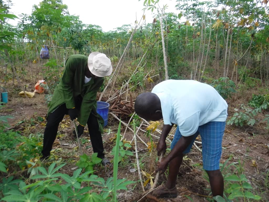 ACAI_IITA's tweet photo. Data from our field trials is the basis of the #Akilimo recommendations. Dr @MutiuBusari1 from @unaabweb leads a biomass weighing and data collection at a trial site in #Iwoye-Ketu in #Ogun #State #Nigeria @Ngome23 @dehmohlee https://t.co/Ny2079MLhI