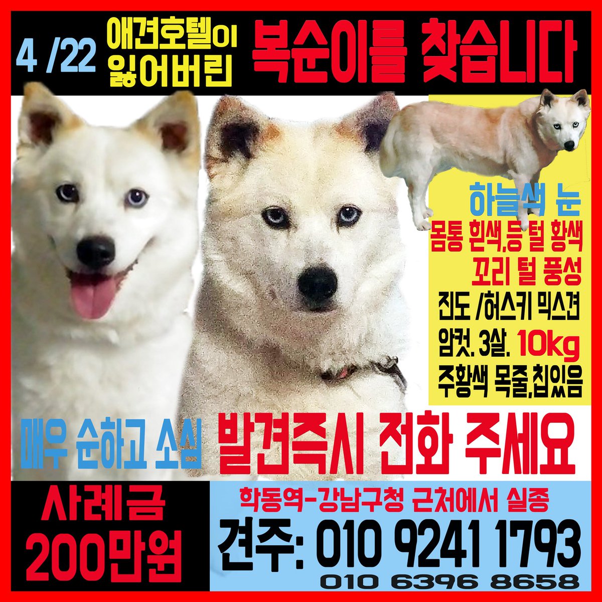 findtheboksoon's tweet photo. #복순이를찾습니다. 
복순이 찾는 글과 전단지를 공유해주시는 분들께 따로 DM을 보내 그분들을 불편하게 하시는 분이 계시다고 합니다(제게 '애견호텔실종'이라는 문구를 빼달라고 하신분이고,누군지 알지만 거론하지는 않겠습니다) 제보를 하나라도 받아야합니다.복순이 찾는 걸 방해하지 말아주세요 https://t.co/Or0w2AnGpS