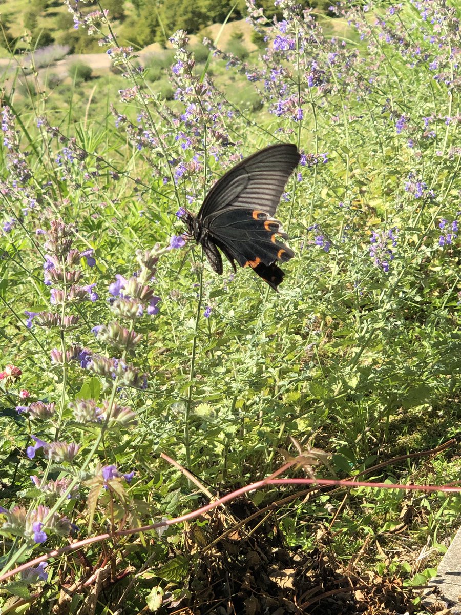 azmuch's tweet image. 『ラベンダーパーク多可』今年も気持ちのいい中継になりました！卵かけご飯も美味しいよ‼️ #あっちこっち #アズマッチ #ABCラジオ #ぴたっと #中継 #ラベンダー #多可町