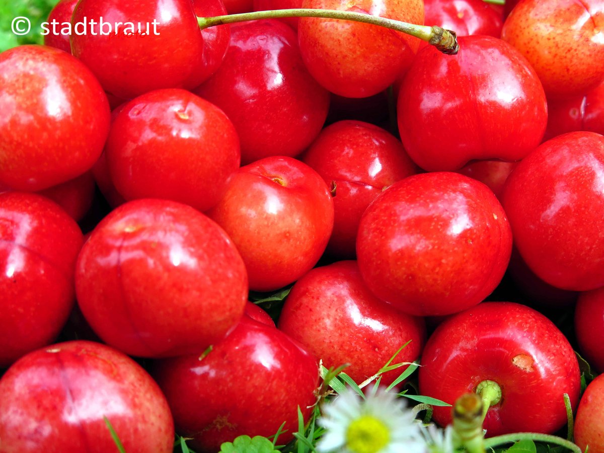SBrautphoto's tweet photo. #Bio #BioObst #neueErnte #frischesObst #unverpackt #freshfruit
#gesundeErnährung #HealthyDiet #HealthyFood #HealthyEating #cherries
#Kirschen https://t.co/1HOxrT5aQY