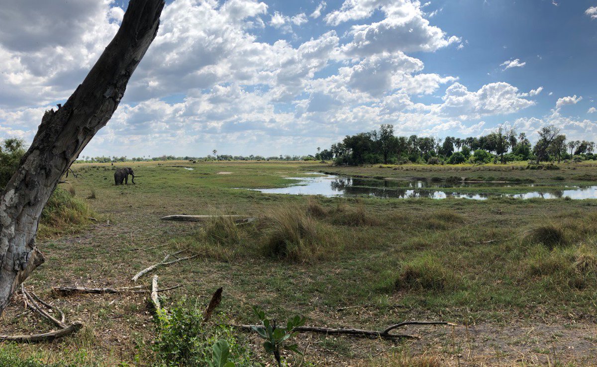 lelobusafaris's tweet photo. Fantastic photos sent in by client Marianne, we cant wait to welcome you and our family back to Botswana

#love #travel #explore #mokoro #happy #delta #deltaadventure #walking #safari #walkingsafari #botswana #botswanasafari #nature #wildlife #family #familyholiday #lelobusafaris https://t.co/zdxdOfQfZM
