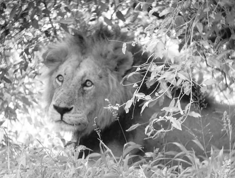 JackleberryS's tweet photo. #SafariLive Orbanoti this morning..
#wildlifephotography #wildlife #Lions #LionKing #travel #travelwriter #Trending #RoadTripChat #safari @tomsairowua @citizentvkenya @natgeowild @citizentvkenya @FriendsOfMara @NatGeoPhotos @dMarieGoff @MasaiMara_Kenya @AnimalPlanet  @BBCEarth https://t.co/2zl3jvDhbU