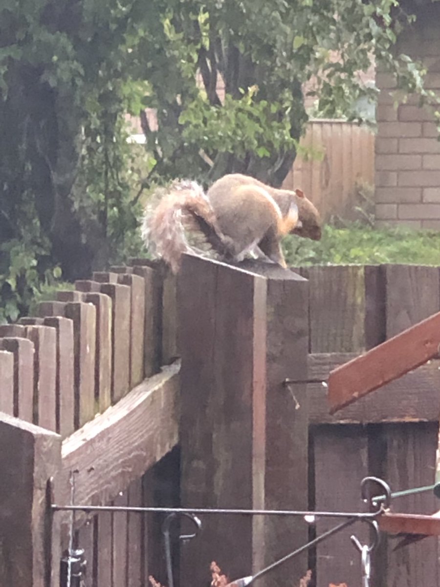 NatalieHopkin2's tweet photo. #Squerena in my garden https://t.co/3M0qE5PcUJ
