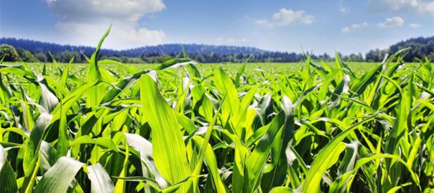 CABI collaborates on new research which suggests #croppests more widespread than previously known. ow.ly/32PU50uM5MP <a href="/UniofExeter/">University of Exeter</a> <a href="/DanBebber/">Dandara Bebber</a>