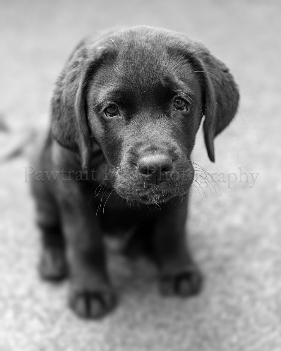 Pawtraitpals's tweet image. Boots has hit 13 weeks and the outside world has opened up to him.  Follow his journey on his page  @raised2guide 
#wirraldogphotographer 
#pawtraitpals  #dogphotographer #uk #wirralbusiness #puppy 
#blackandwhitephotpgraphy #blackandwhite #labradorpuppy