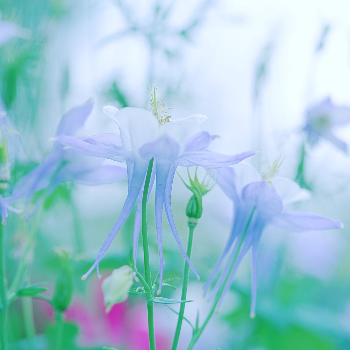 Cathurine 177 365 19 Location 台北玫瑰園 Cathurine正在聽 Sucker Jonas Brothers はな 花の写真館 花の写真 お花畑 春が来た Bokehphotofan 花フレンド ふんわり写真部 背景フェチ部 T B O F