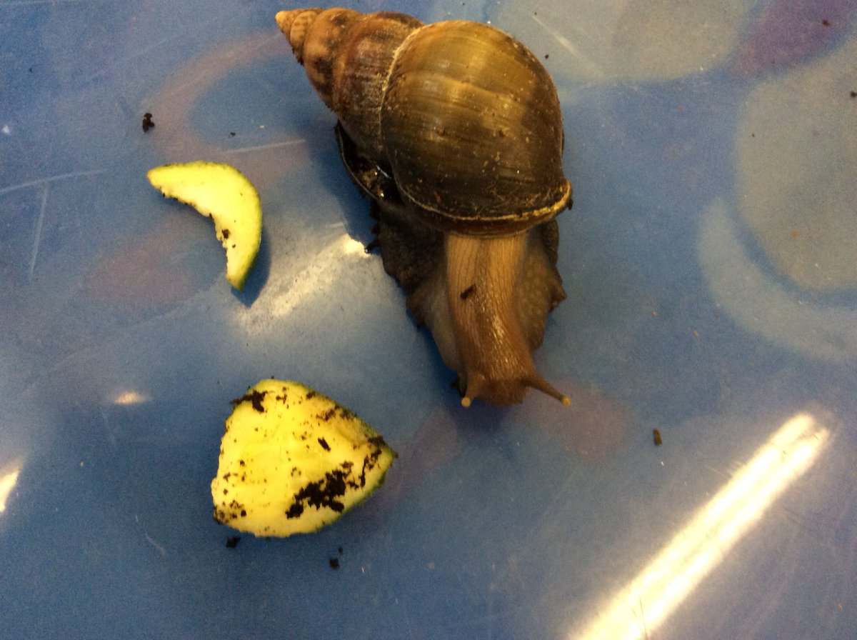 AUH_school's tweet photo. Day  25 of our #30dayswild  challenge and the children met Gary the African land snail and found out all about his diet and natural habitat. https://t.co/ajGrSI39GQ