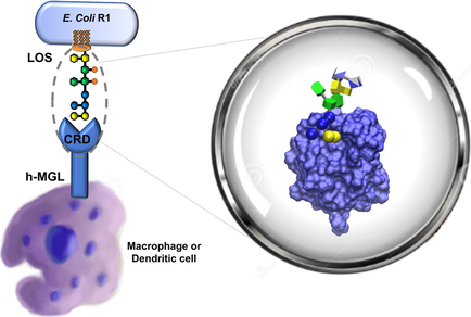 ChemBioChem's tweet image. Investigation into human macrophage galactose-type #lectin recognition of #glycan moieties on exposed lipooligosaccharides by STD #NMRspectroscopy (Marchetti @uninaIT) #ChemBioTalents doi.wiley.com/10.1002/cbic.2…