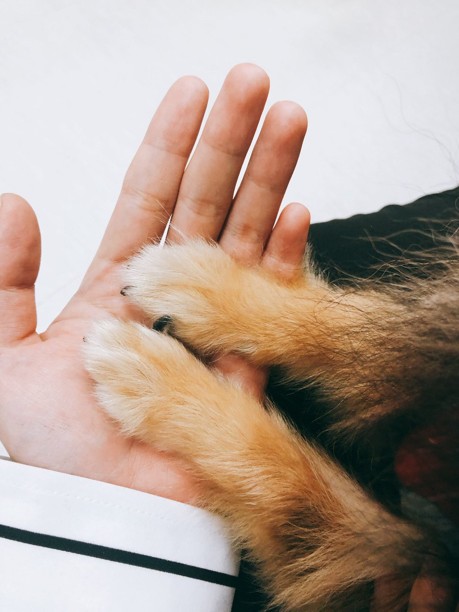 kthluuvs's tweet photo. when jimin &amp; tannie's hands are both smol :( https://t.co/7HUifRRYh2