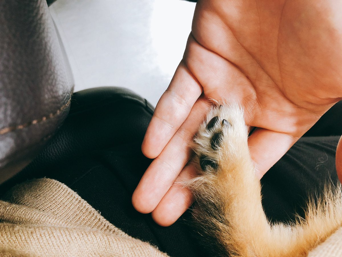 kthluuvs's tweet photo. when jimin &amp; tannie's hands are both smol :( https://t.co/7HUifRRYh2