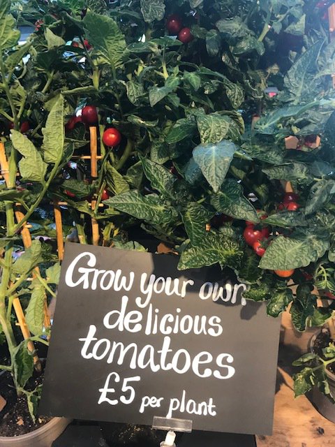 KeelhamFarmShop's tweet photo. Fancy a go at growing your own tomatoes? Our tomato plants are only Β£5 each.
This is a popular vegetable for any size garden - plant where there's lots of sun and support for their stalks.
#Keelham #Skipton #ShopLocal https://t.co/H7MXTvouRF